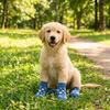 4PCS Wear Resistant Dog Anti-slip Socks Elastic Pet Floor Socks Pet Footwear  for Dogs Cats