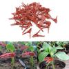 50PCS Plant Grafting Clip Plastic Gardening Tool For Cucumber Eggplant Watermelon Round Mouth Flat Mouth Anti-fall Trellis Clips