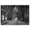 Obraz na płótnie Drzewa w czarnym białym parku