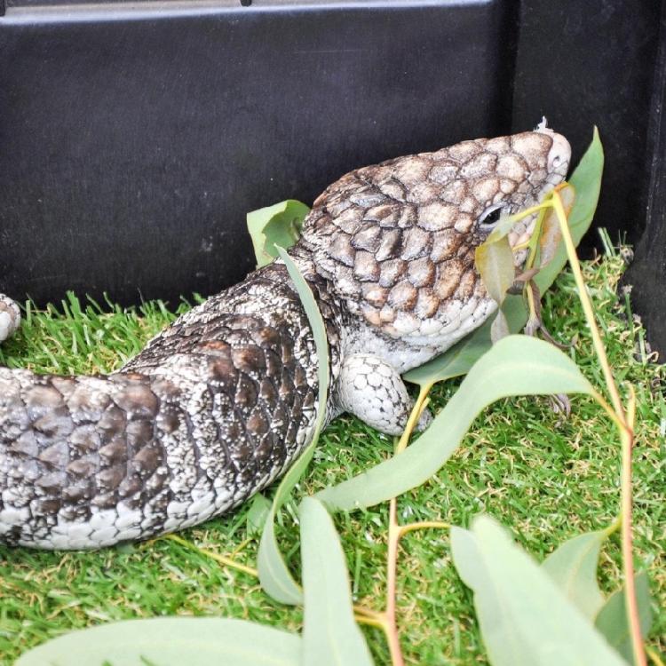 Fish Tanks Plant Artificial Leaf Crafts Simulation Landscape Leaf Plant Landscaping Decorative Plant