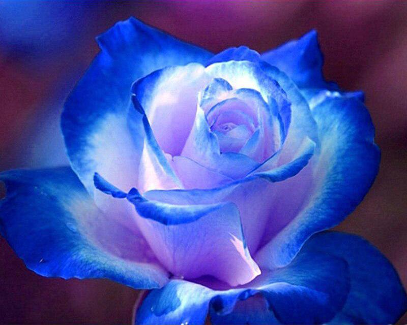 5D Diamond Painting Spring Landscape Flower Rainbow Pictures Of Rhinestones Diamond Embroidery Cross Stitch Cat Animal Mosaic Home Decor