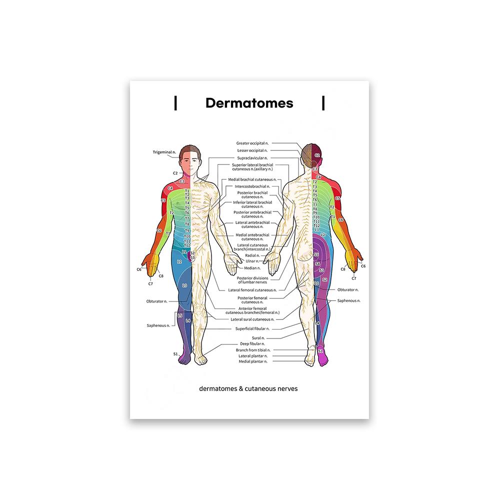 Gráfico de Dermatomas y Nervios Cutáneos Póster de Anatomía para Estudio Médico y Enseñanza Decoración de Pared Artística Póster para el Hogar