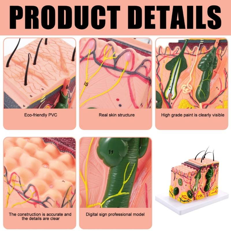 35/50/70/85X Enlarged Skin Model Skin Anatomical Model Teaching Tool for Classroom Study Display Teaching Medicals Model