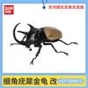 Beetle Insect Model Articulated Realistic 10 Joints Desktop Decor Ornament Chalcosoma Chiron Dynastes Grantii