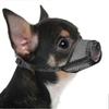 Cães – Produtos para treino de animais