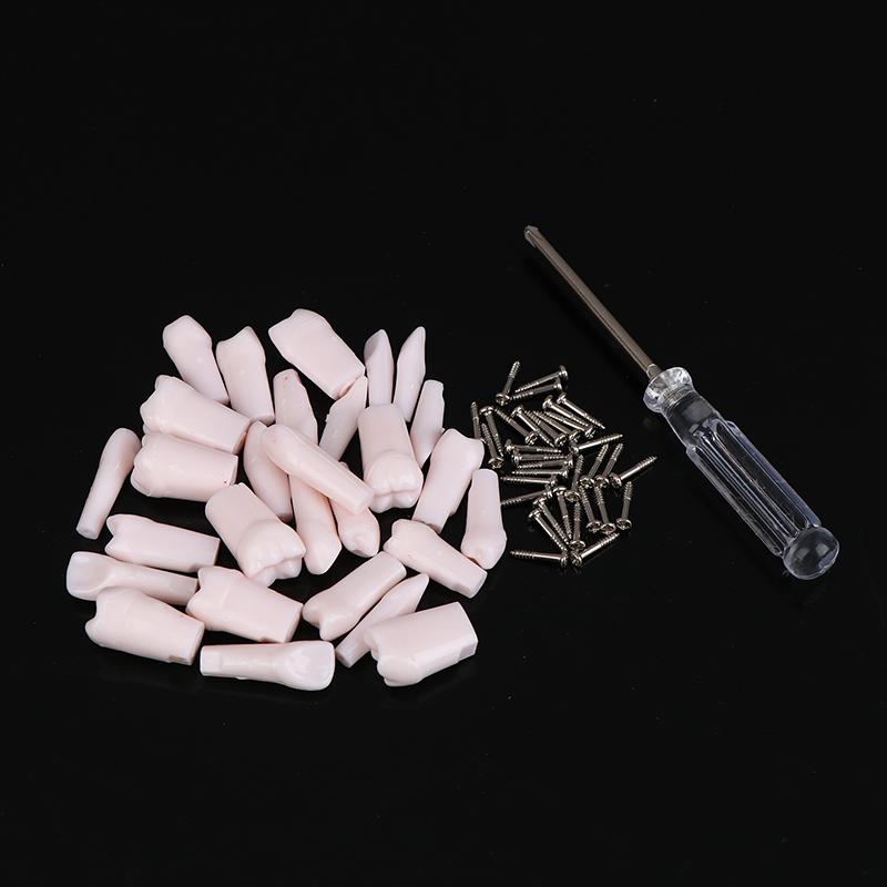 28Pcs Dental Typodont Teeth Replacement Detachable Screw-In Standard Teeth For Dentistry Preparation Training Teach