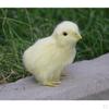 Chick Plush Animal Sound Figurine Chicken Decor Kid Teaching Toy