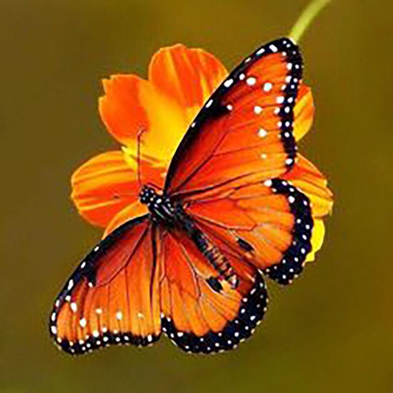 DIY motyl 5D diamentowe malowanie w pełni z okrągłych wierteł kwiat diamentowy haft Cross Stitch mozaika do wystroju pokoju Wall Art prezent