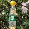 Farm Patio Outdoor Aphid Whitefly Bottle Cap Pest Control Fruit Fly Trap Insects Killer Drosophila Catcher