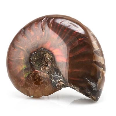 Crystal Healing Ammolite Facet Natural Iridescent Ammonite Madagascar Stone Specimen Fossil