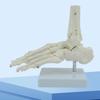 Life Size Human Foot Ankle Model Medical Anatomy Foot Skeleton Model with Base for Medical Classroom Education Learning