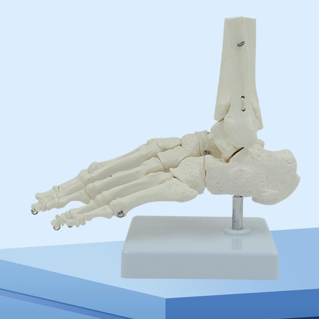 Life Size Human Foot Ankle Model Medical Anatomy Foot Skeleton Model with Base for Medical Classroom Education Learning
