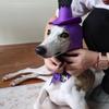 Halloween Pet Hat Set:3 Styles(purple ,black Pumpkin,orange Spider)with Matching Bandanas!Perfect For Small/medium Dogs.Easy To Wear For Spooky Photos