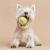 Dog Squeaky Toys Frog Shark Puppy Chewing Toys Removable Interactive Supplies Indestructible Teething Accessories For Small