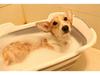Foldable Pet Cleaning & Laundry Basin - Drainable, Multi-purpose, Storage Basket