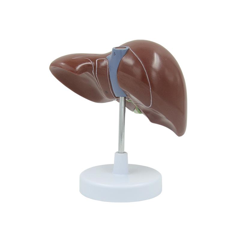 Human Liver, Gallbladder, Pancreas & Spleen Anatomy Model for Teaching & Display
