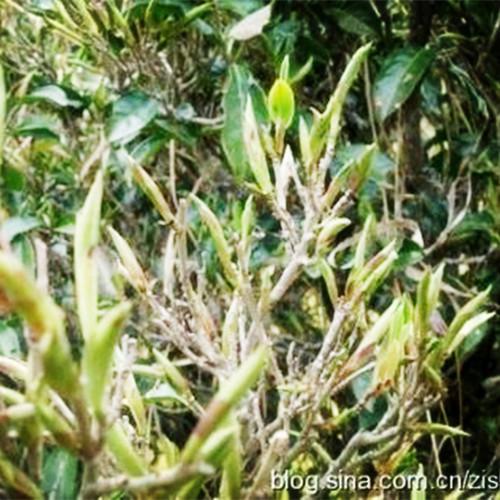 Puer Tea Ripe Pu-Erh Yunnan Natural Loose Leaf Select 500g