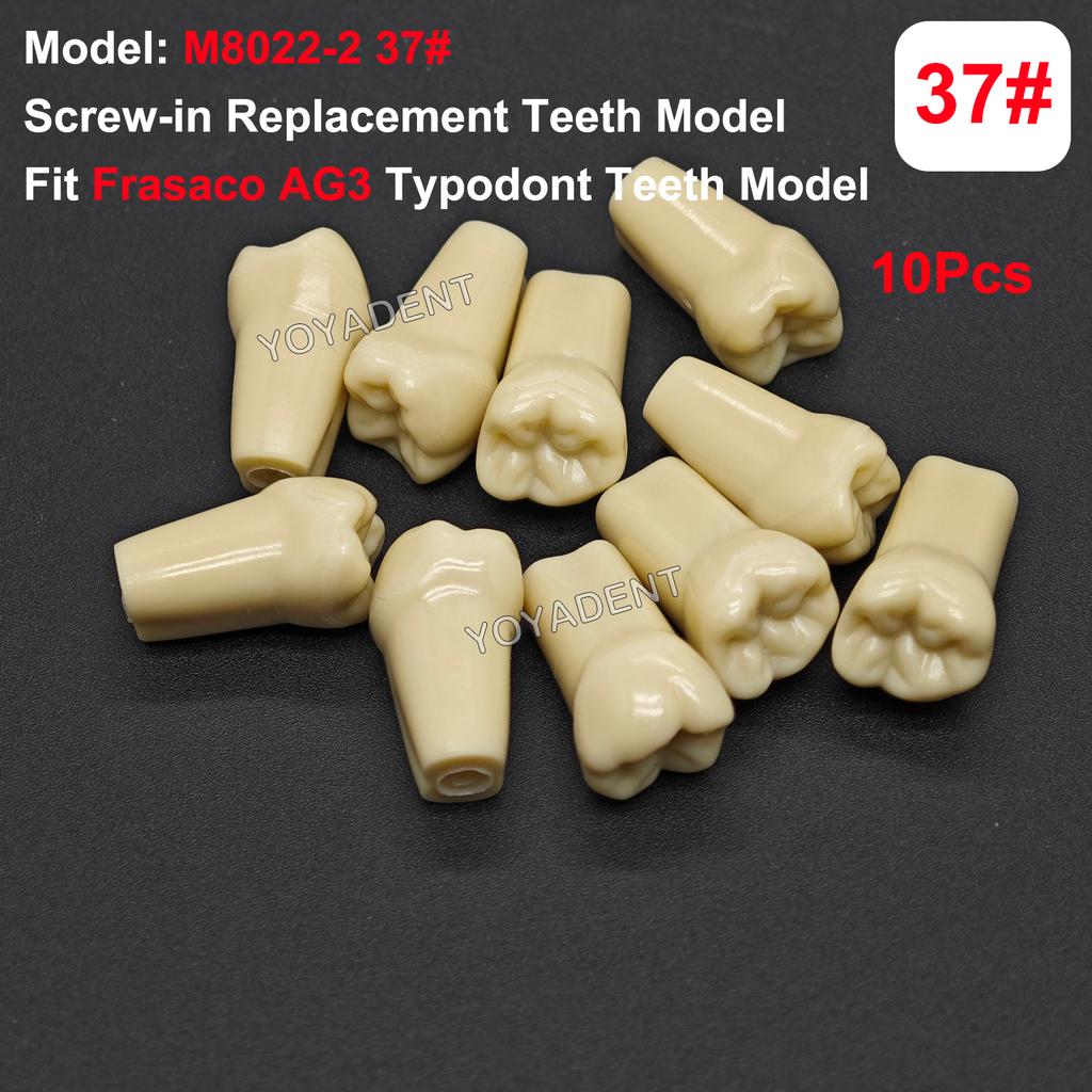 Fit Frasaco AG3 Typodont Dental Teeth Model Full teeth 32Pcs Screw-in Practice Filling Soft Gum Gingivae Teeth Training Teach