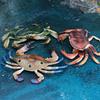Marine Life Crab Replica For Kids Learning Aquarium Decoration Pvc Collectible