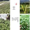 Shanmei 2025 Pre-Qingming Fuding White Peony Tea Cake 300g
