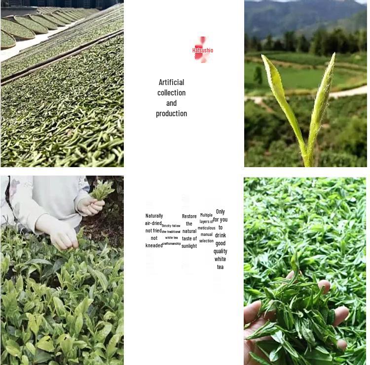 Shanmei 2025 Pre-Qingming Fuding White Peony Tea Cake 300g