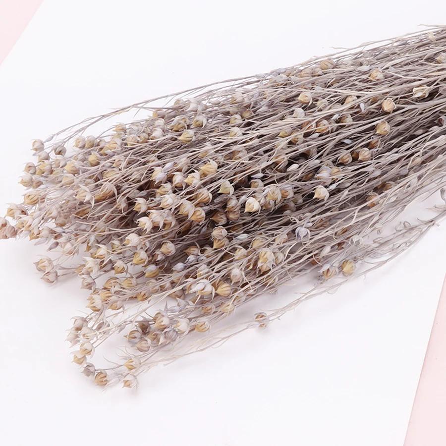 

About 50g Preserved Rich Beans Flower Valentine s Day Christmas Gift Materials Eternal Flower Home Office Indoor Room Decor светло-серый