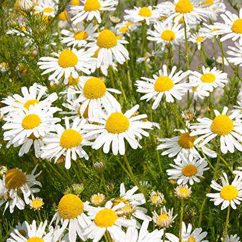 NEAL'S YARD REMEDIES Citrus Hand Wash (Gel Type Hand Soap) Other Items