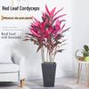 Red Leaf Cordyline Indoor Air-Purifying Bonsai Plant