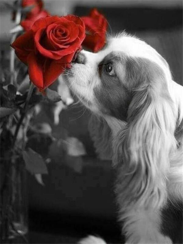 Haft diamentowy Kobiety Ręcznie Robiony Prezent Pełny Kwadrat Czerwony I Czarny Obraz Kryształki Diament Mozaika Ścienna Sztuka