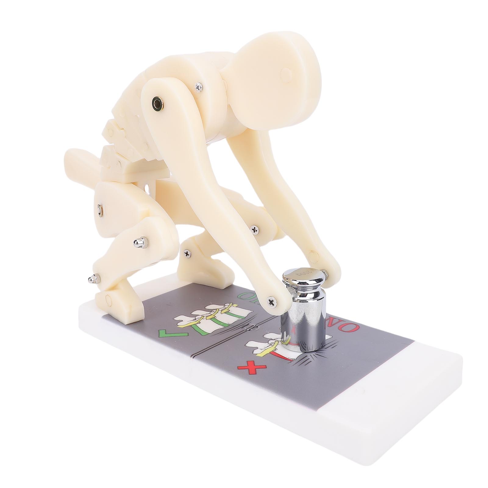 Body Bending Weight Lifting Spine Force Model ABS Flexible Weight Lifting Lumbar Spine Demonstration Model for Gym