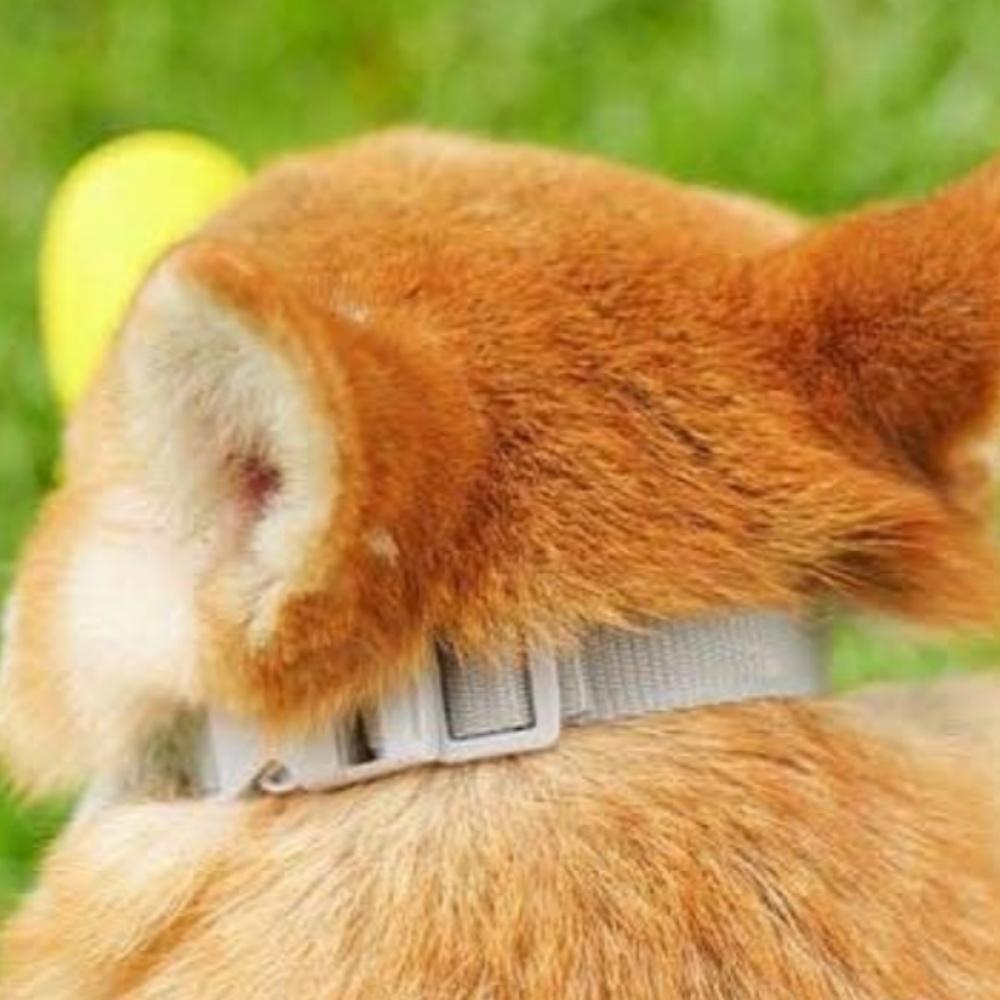 Pet duckbill cover-Yellow S code
