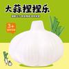 Creative Decompression Garlic Kneading Music Flour Ball Slow Rebound Garlic You Simulate Garlic Vent Decompression Artifact