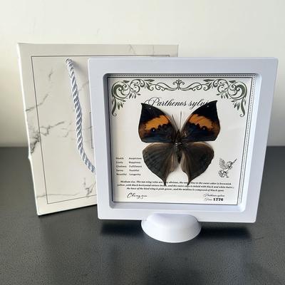 Fotolijst met afbeelding van een echte vlinder, doe-het-zelf 3D-versiering/ornament/meubeldecoratie