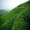 100g Caicheng White Moonlight Puer Raw Tea, Fragrant Old Pu Erh Moonlight Beauty