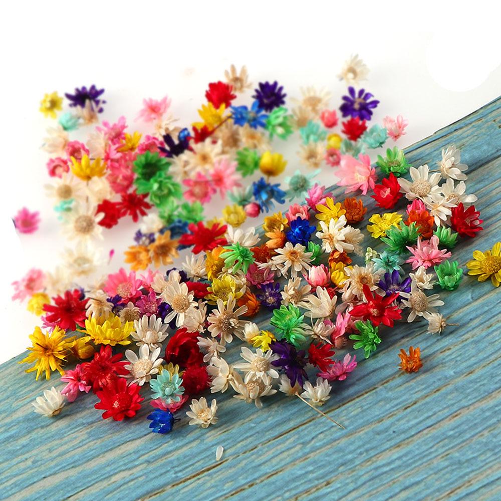 Natural Star Flower DIY Wreath Filler for Wedding Decorations
