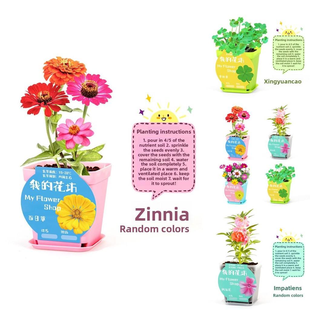 Science Experiment Diy Desktop Potted Plant Kit With Germination Seeds For Kids And Office Decor