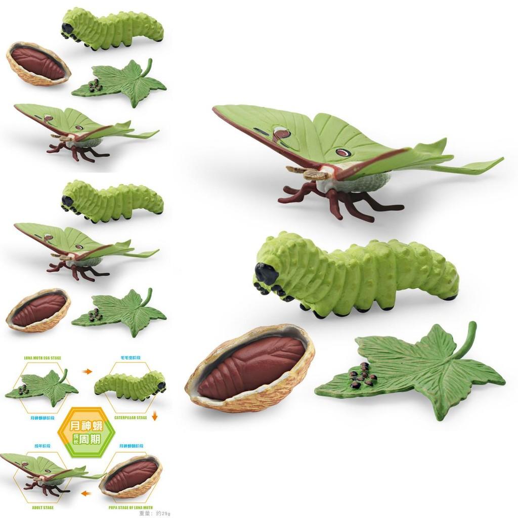 Realistic Pvc 4 Piece Luna Moth Growth Cycle Model Detailed Display Figurine Set