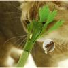 Interactive Self Playing Catnip Molar Stick Cat Chew Toys Teeth Cleaning Bite Squeaky Cat Toy for Indoor Cat Dental Health