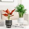 Mini Self Watering Flower Pot Fish Tank Transparent Plastic Plant Pots Self Watering Planter Pot Vase For Home Decoration