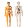 Biology Learning Toy Human Body Structure Model for Children 6+