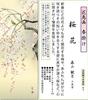 Hanging Scroll Spring Cherry Blossoms by Kangetsu Moriyama Shakusan Scroll Tokonoma Japanese Hand-Painted Wall Art Decor