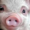 Pink Piglet Full DIY 5D Round Drill Gem Art Diamond Painting Kits for Adults Home Decor Diamond Painting Gem Art 30x40cm
