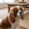 20pcs 3cm Width Pet Hair Clip Mini Shape Heart BB Clip Firm Grip Mini Hair Barrette  Pet Grooming
