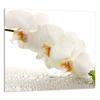 PANEL SZKLANY DO KUCHNI 65x60 Orchidea