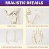 Halloween Skull Skeleton 40Cm Posable Skeleton Human Shape Bones Halloween Party Home Decorations Haunted House Horror Props