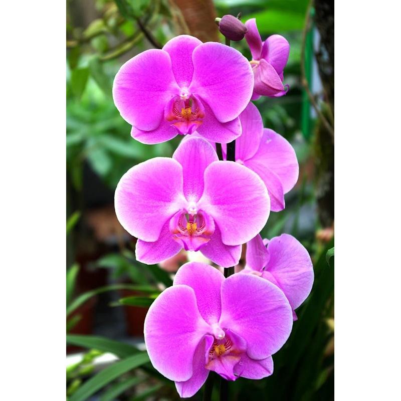 Full Diamond Painting 5d Round Orchid Picture Diamond Mosaic Resin Flower Embroidery Crafts Cross Stitch Kits Home Decor