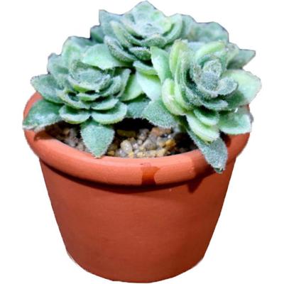 Green Mini Succulent In an 8 Cm Brick-Effect Pot