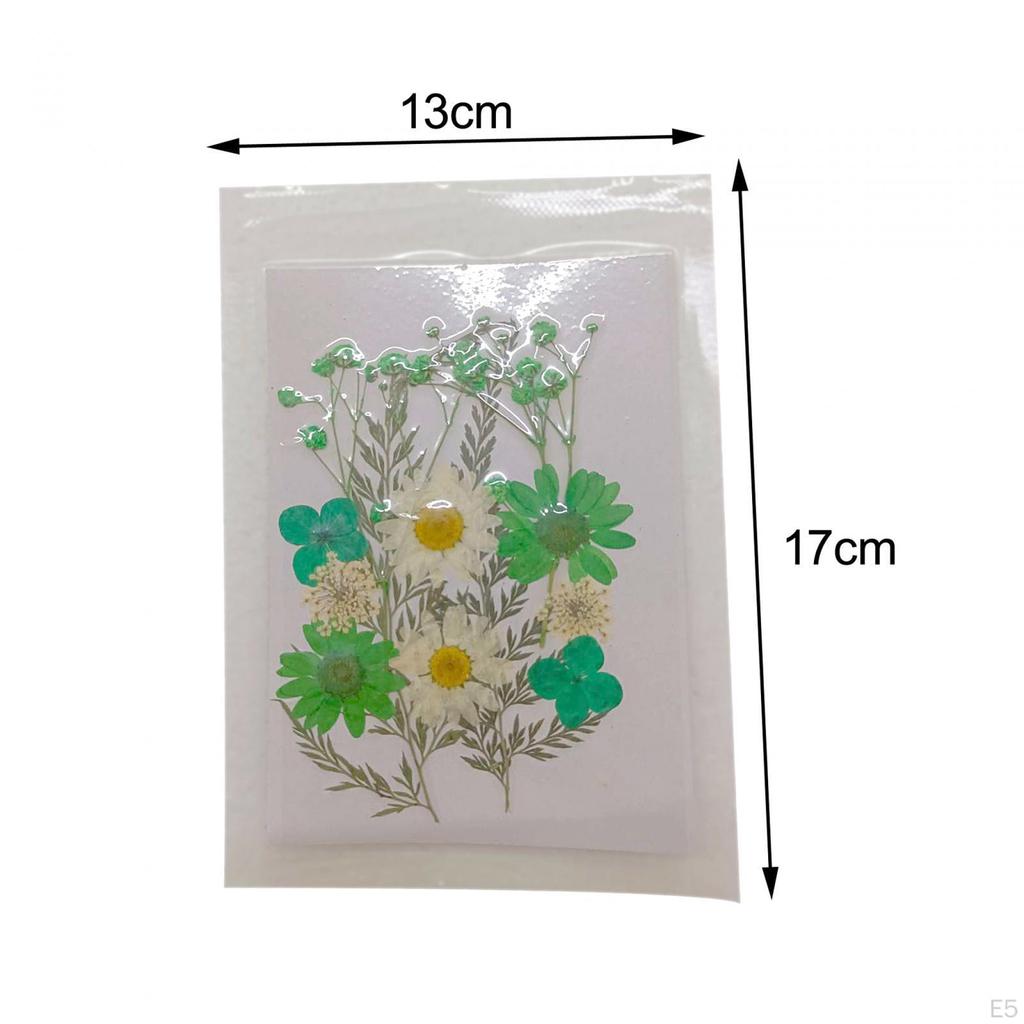 Assorted Pressed Floral Assortment for DIY Projects