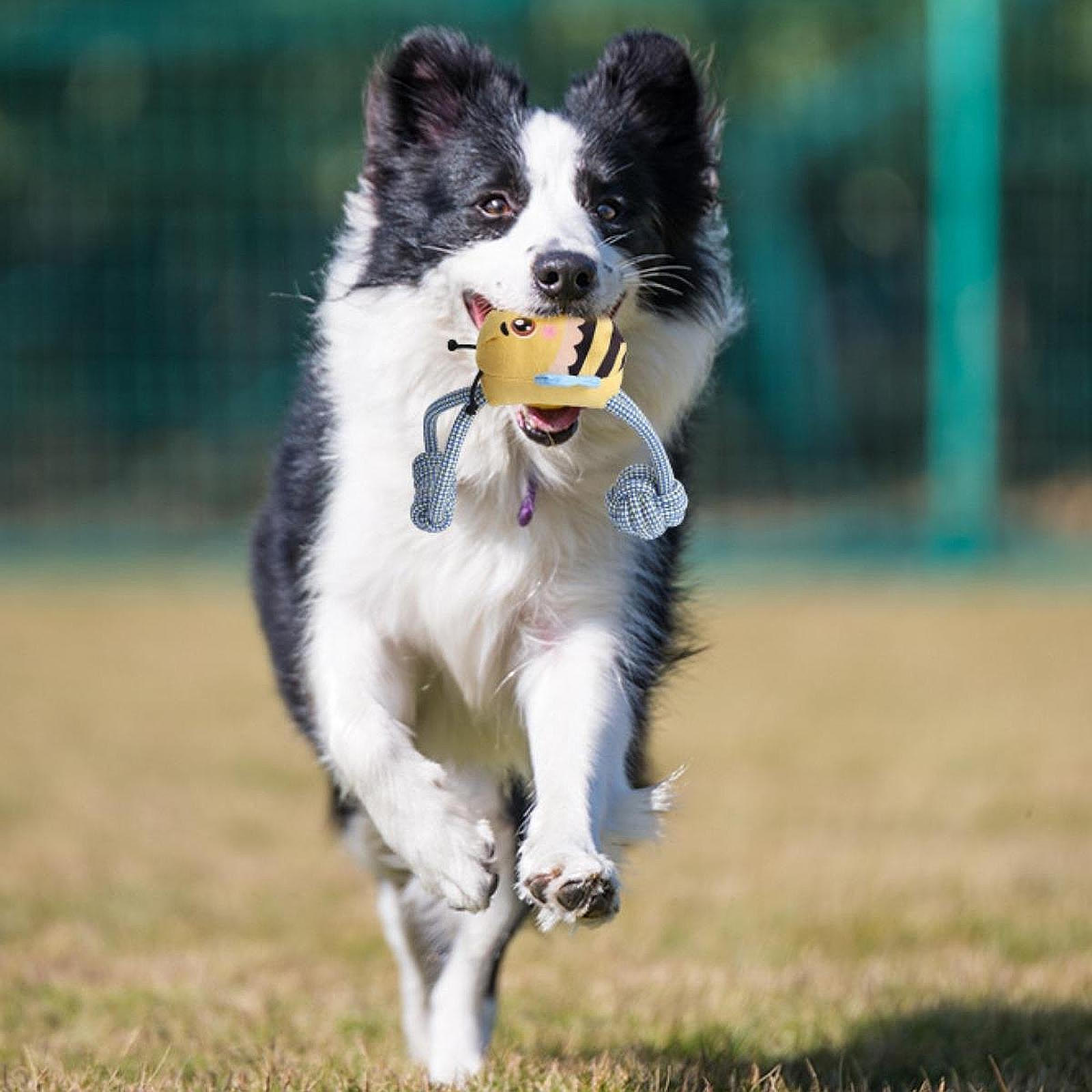 

Собачья пищалка Интерактивные игрушки Забавная Устойчивая к укусам Жевательная Игрушка для питомца Мягкая для упражнений
