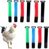 10PCS Upgrade Anti Crow Rooster Collar,No Crow Noise Neck Belt for Roosters,Anti Noise Nylon Neck Belt To Keep Roosters Quiet,Disturbing